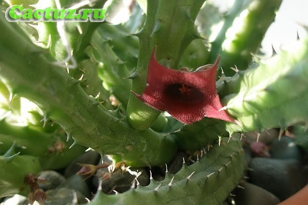 Huernia aspera