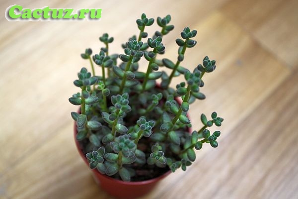 Sedum stahlii