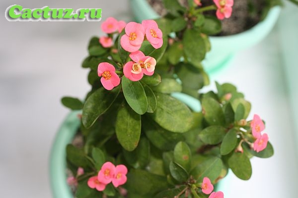 Euphorbia millii