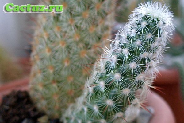 Mammillaria elongata