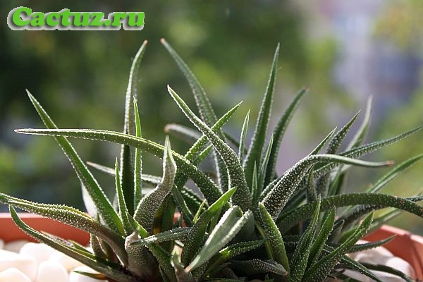 Haworthia attenuata