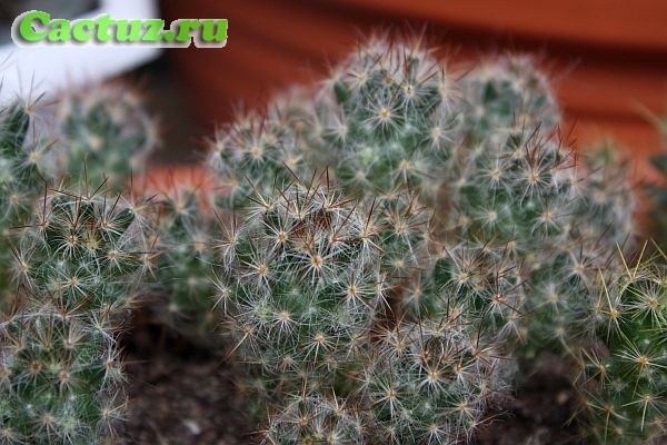 Mammillaria prolifera