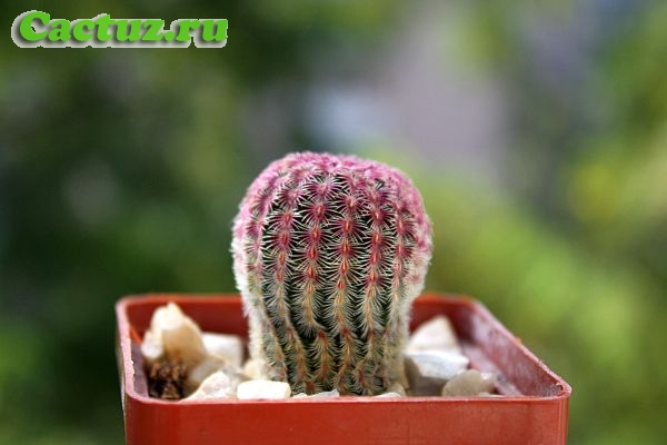 Echinocereus rigidissimus