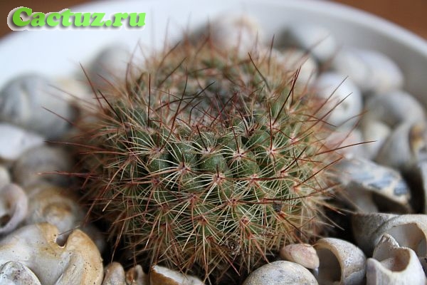 Parodia muricata