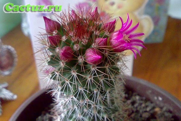 Mammillaria backebergiana