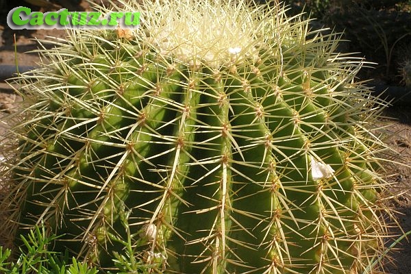 Echinocactus grusonii