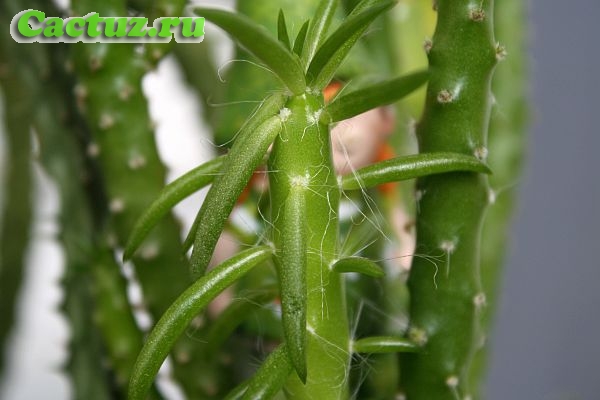 Austrocylindropuntia subulata