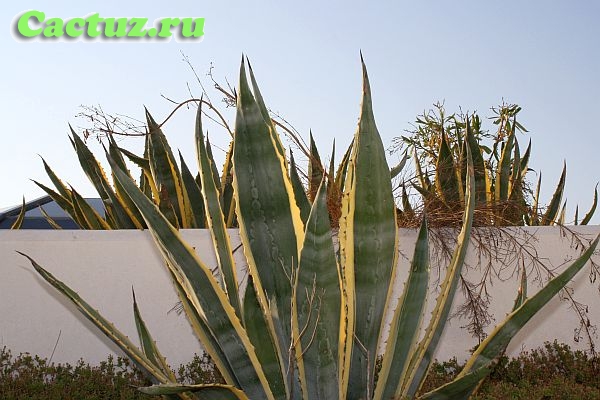 Agave americana