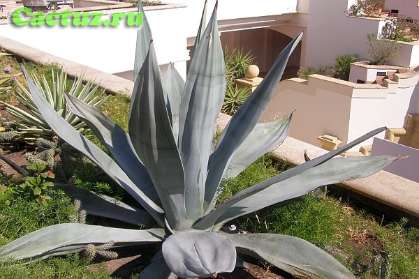 Agave weberii