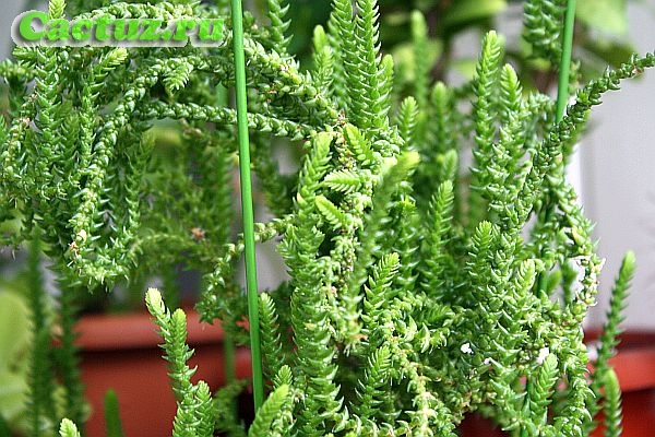 Crassula lycopodioides