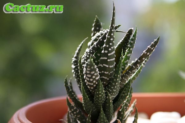 Haworthia reinwardtii