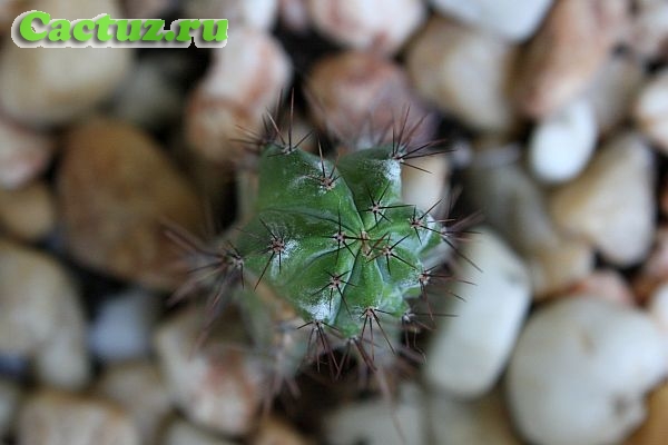 Polaskia chichipe