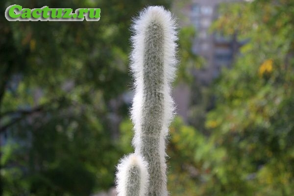 Austrocephalocereus dybowskii