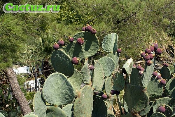 Свойства и использование кактусов