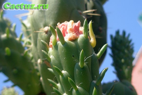 Полезные свойства кактусов
