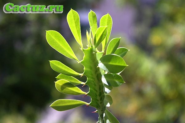 Euphorbia trigona