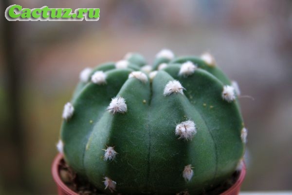 Echinopsis subdenudata