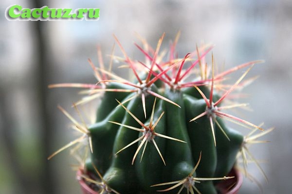 Ferocactus pilosus