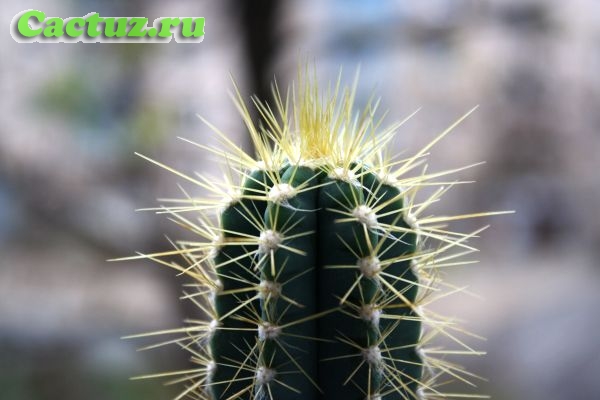 Pilosocereus azureus