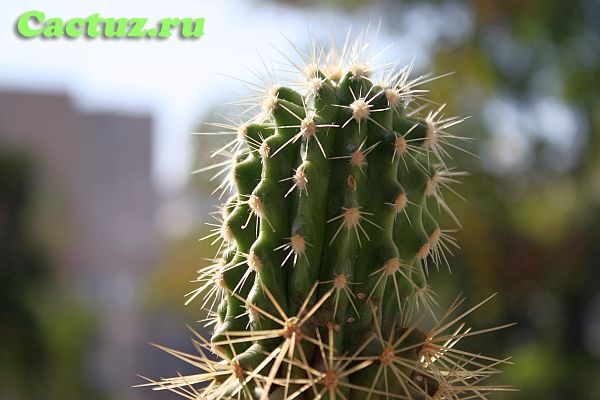 Описание рода Echinocactus