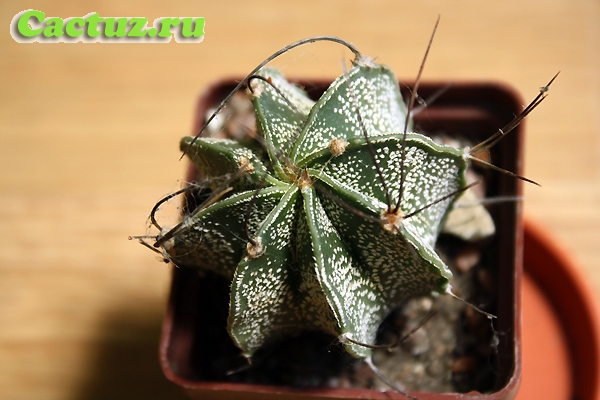 Описание рода Astrophytum