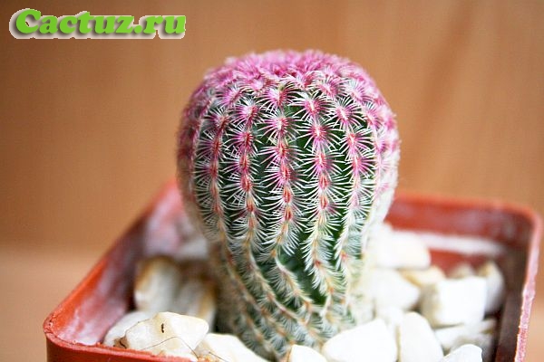 Описание рода Echinocereus