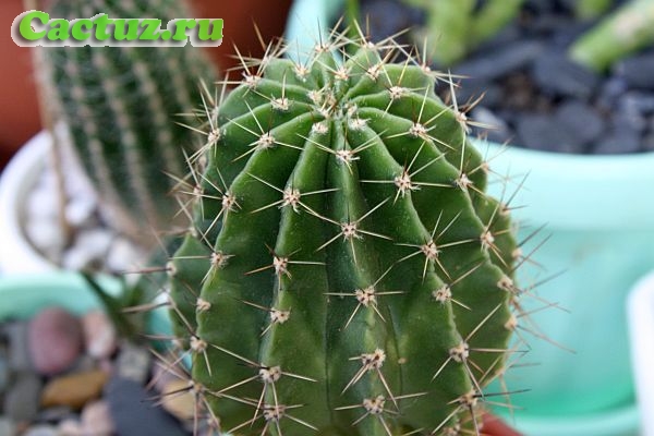 Описание рода Echinopsis