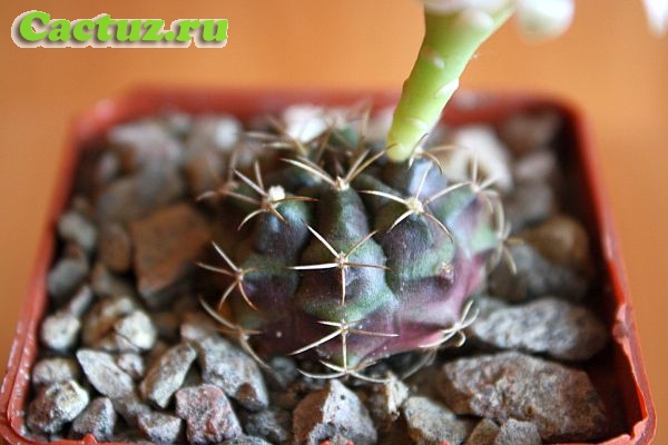 Описание рода Gymnocalycium