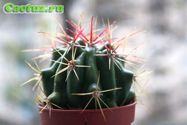 Описание рода Ferocactus