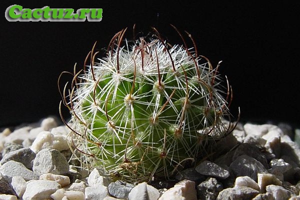 Описание рода Stenocactus