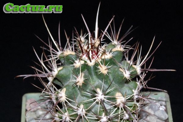 Описание рода Sclerocactus