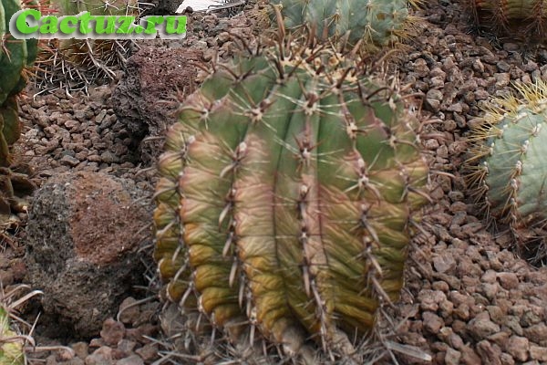 Ferocactus latispinus