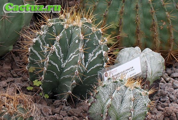 Astrophytum ornatum