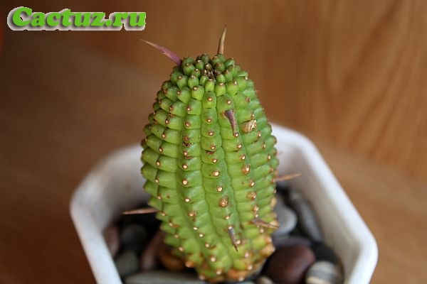 Euphorbia fimbriata