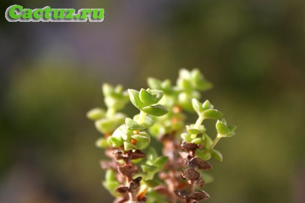 Crassula rupestris