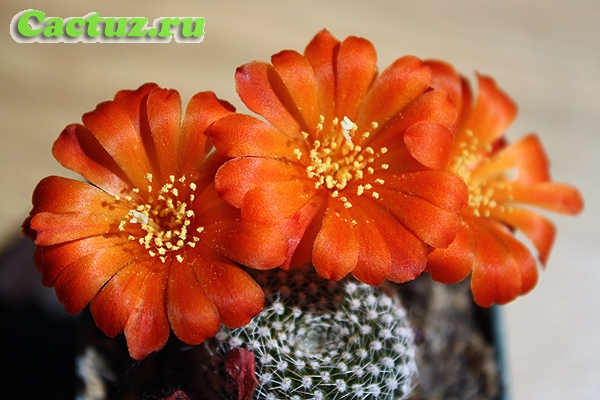 Rebutia krainziana