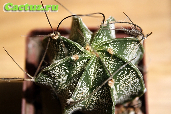 Astrophytum capricorne