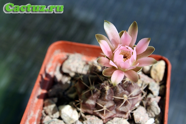 Gymnocalycium damsii