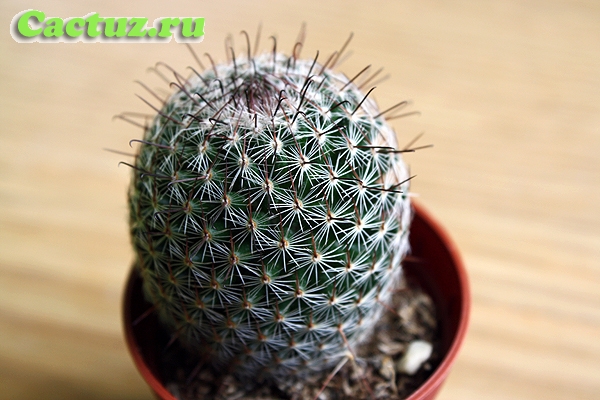 Mammillaria patonii