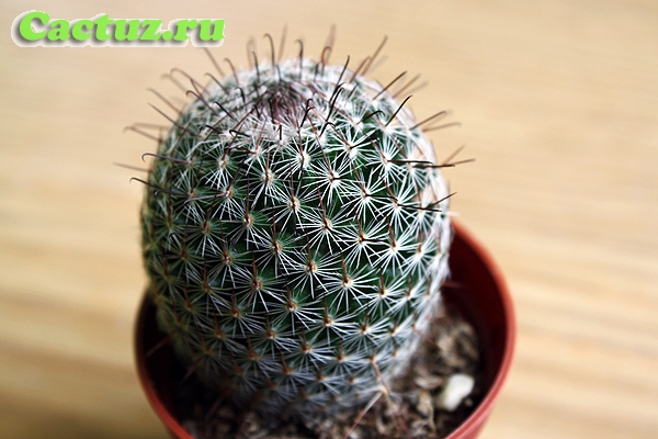 Mammillaria patonii