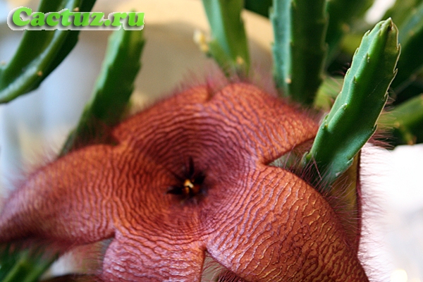 Описание рода Stapelia