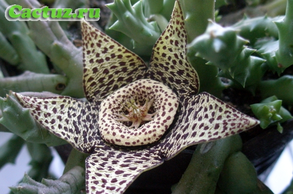 Orbea variegata