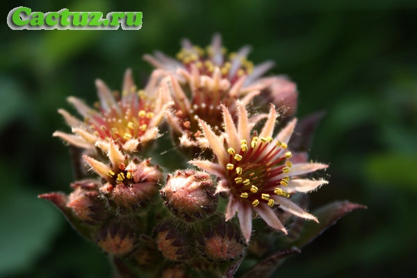 Sempervivum tectorum