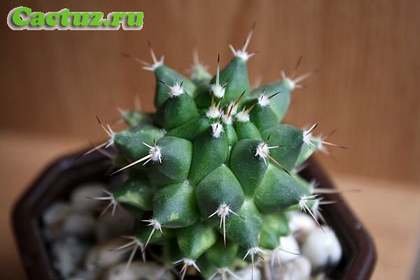 Mammillaria sartorii