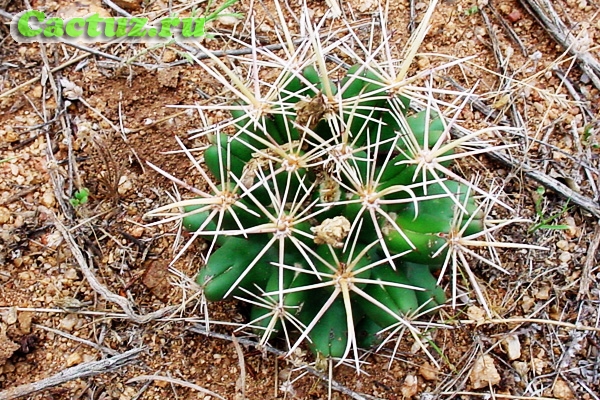 Описание рода Coryphantha