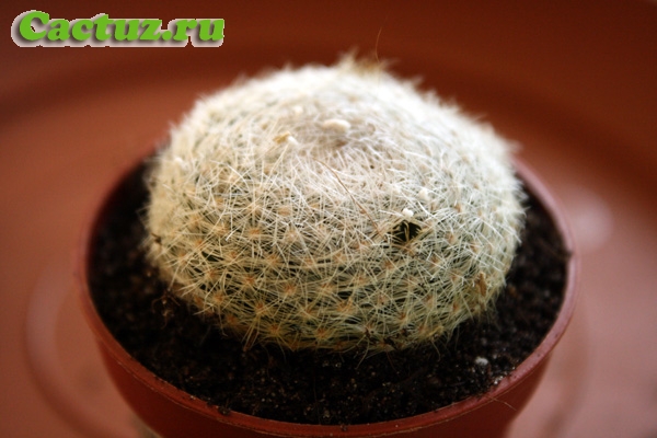 Mammillaria lenta