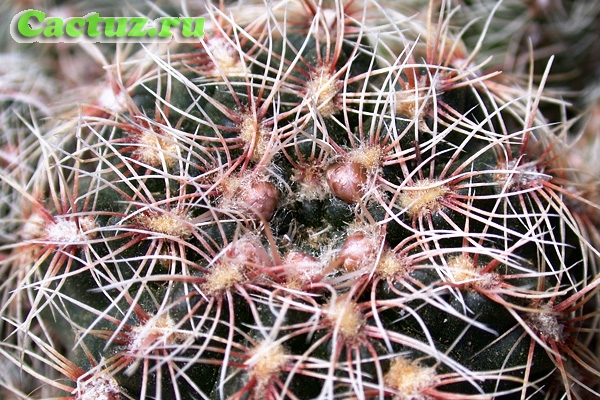 Gymnocalycium bruchii