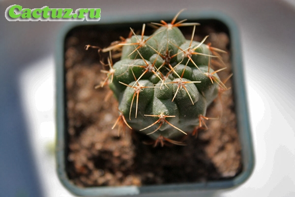 Gymnocalycium baldianum