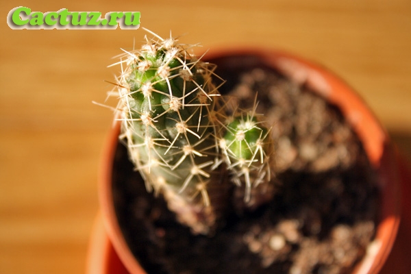 Gymnocalycium monvillei