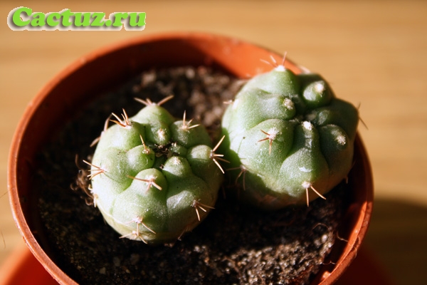 Gymnocalycium mostii